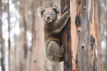 Koala hangs on tree in Australia