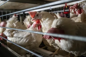 Chickens