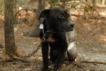 Dog caught up in dogfighting