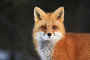 Closeup of a Red Fox Vixen in Algonquin Provincial Park
