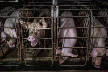 Pigs in gestation crates