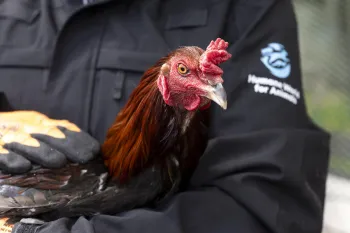 a person holding a chicken