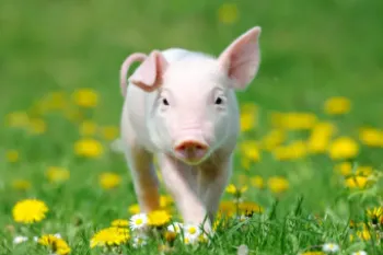 Pig in field with yellow flowers