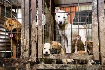 Dog meat farm