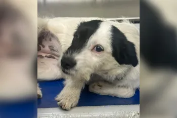 Reward offered in Knox County, TN for information on dog