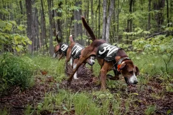 During a hunting contest, a pack of dogs thunder along a trail as they pursue captive animals in an enclosed "train and trial" pen. 