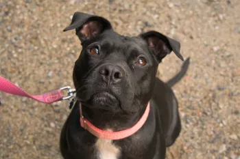 Cute black dog, named Lady, with pink collar and leash looking at camera
