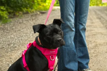 Black dog named Lady