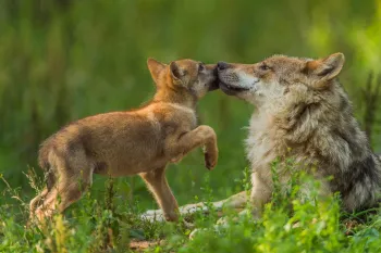 Wolves