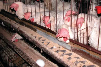 Hens in battery cages