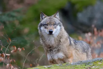Wolf