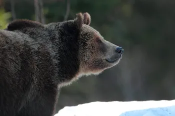 Bear