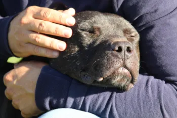 Rescue and rehoming of 6 dogs in the framework of the Italian dog fighting project "IO NON COMBATTO"