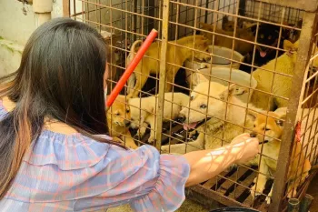 Rescue of 10 dogs at market outside Yulin, China, June 2020