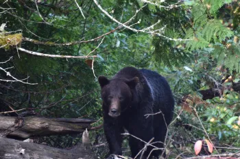 Great Bear Rainforest
