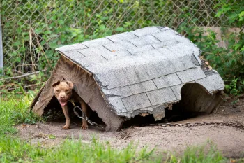 Rescued from dogfighting