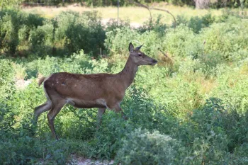 Red Deer CABBR