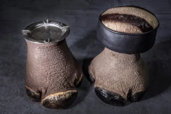 an ashtray and stool crafted from elephant feet