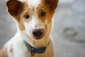 A small dog with light brown and white fur stares at the camera