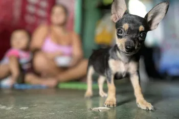 a small dog looking into the camera