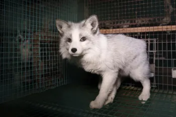 a white and grey fox in a cage