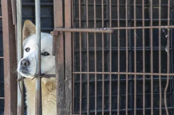a dog in a cage