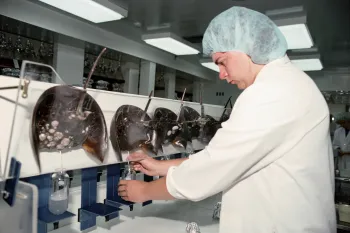 Scientist bleeds Horseshoe Crabs