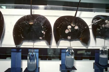 Scientists use technology to bleed Horseshoe Crabs (Limulus polyphemus) to extract blue, copper based blood.