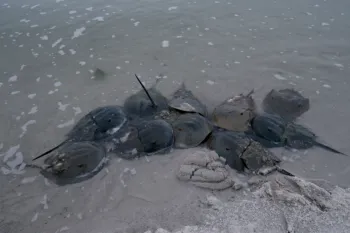 Horseshoe crabs mating in the Delaware Bay