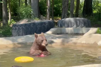 a bear in a wading pool holds a toy ball