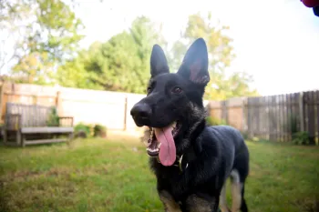 Happy dog