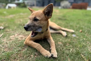 HJ India Street Dog