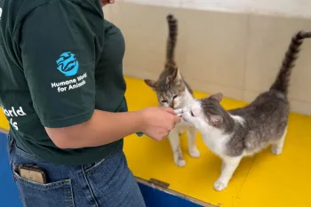 Cats in Mexico