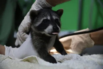 Raccoon at the ARCAS rehabilitation centre in Guatemala before being released to the wild by ARCAS and Humane World for Animals Costa Rica in June 2025