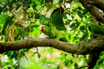 Wildlife release - parrots rescued from the pet trade being released back into the wild by Humane World for Animals Costa Rica and partner group ARCAS Rescue Center in Guatemala, June 2025