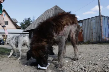 Dogs in Romania