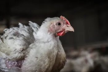 Chicken