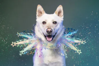 Wilf, rescued from the dog meat trade