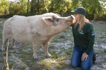 Pig with rescuer