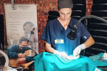 A vet performs a spay/neuter surgery on an animal.