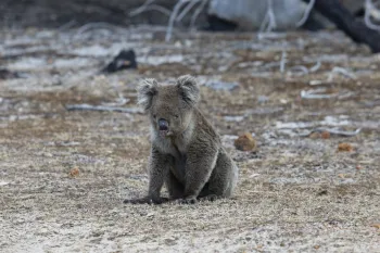 Koala sits surrounded by wildfire debris