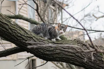 Cat sits in a tree in the aftermath of devastating tornado hits Mayfield, Kentucky