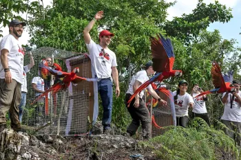 Several scarlet macaws are released into the wild.