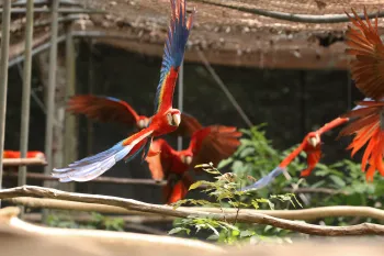 Scarlet macaws practicing flying inside a rescue center enclosure. 