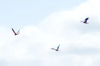 Three scarlet macaws flying free in the air.