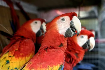 Several scarlet macaws wait in a cage until they are released back to the wild