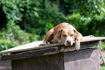 Dog before being rescued from dog fighting operation in South Carolina
