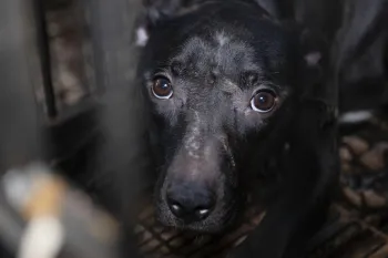 Close-up of a black dog with a sad expression, lying down inside a metal cage