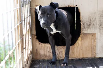 Dog in a cage