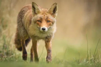 fox